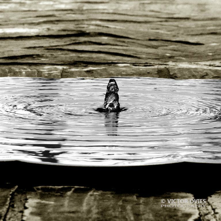 Jerez - Como el Agua